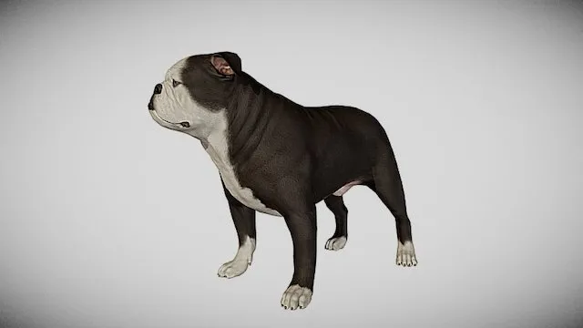 PBR Game 3D Models - English Bulldog