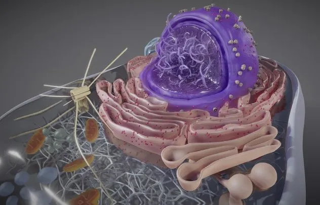 PBR Game 3D Models - Eukaryotic Cell Cross Section