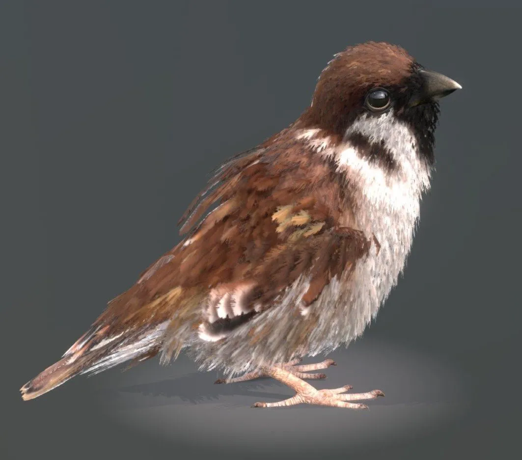 PBR Game 3D Models - Eurasian Tree Sparrow