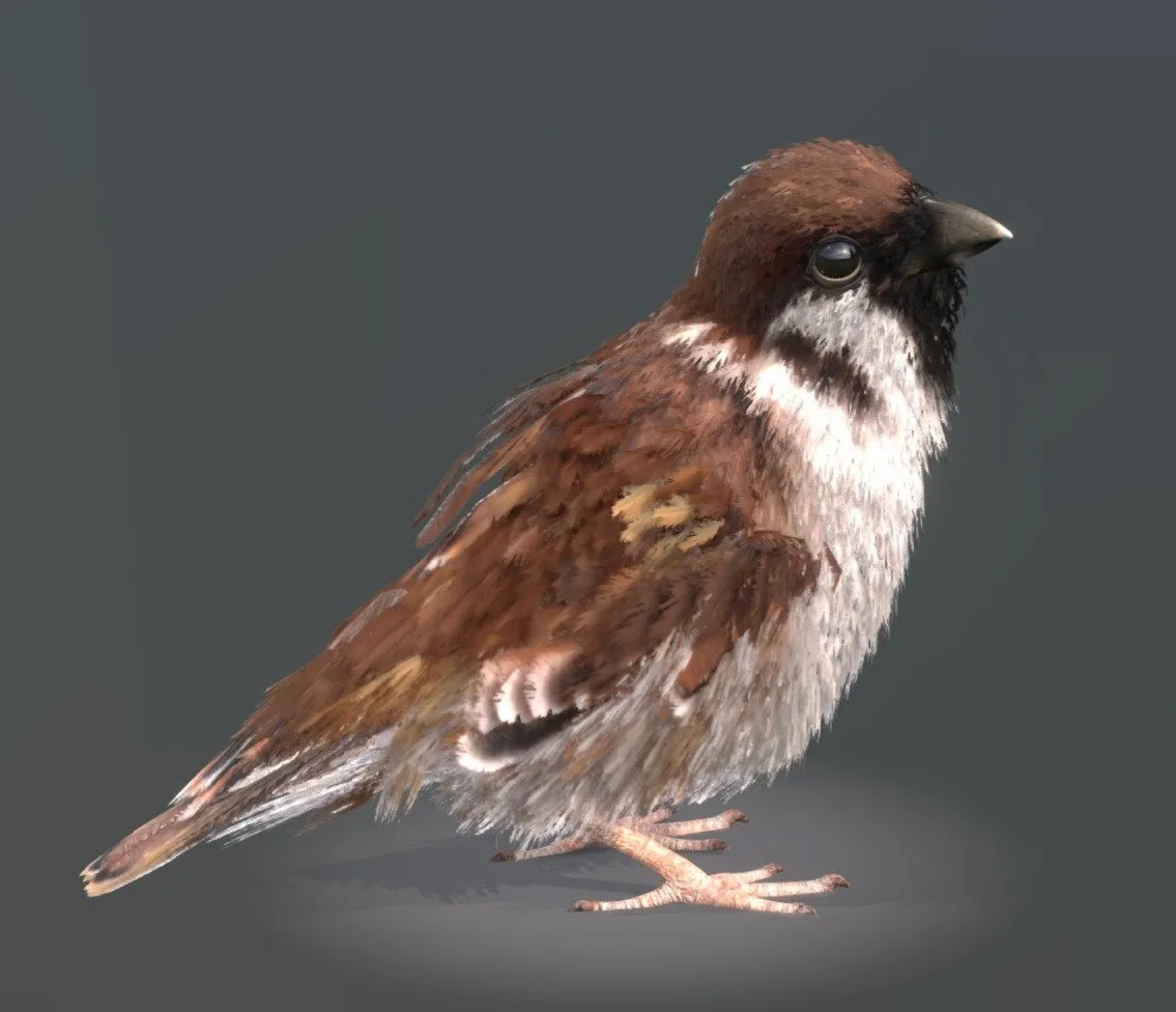 PBR Game 3D Models - Eurasian Tree Sparrow