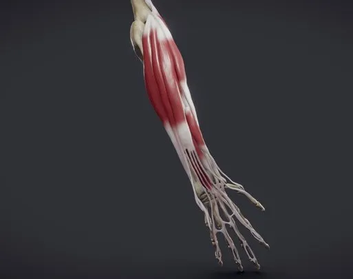 PBR Game 3D Models - Extensors Of The Hand