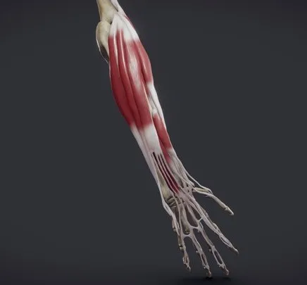 PBR Game 3D Models - Extensors Of The Hand