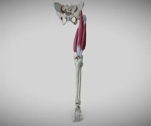 PBR Game 3D Models - Extensors Of The Thigh