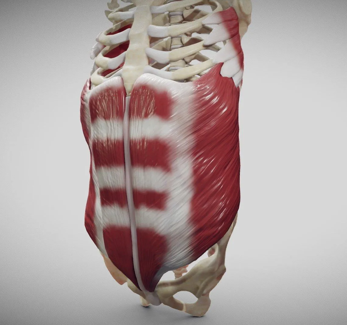 PBR Game 3D Models - External Oblique And Linea Alba