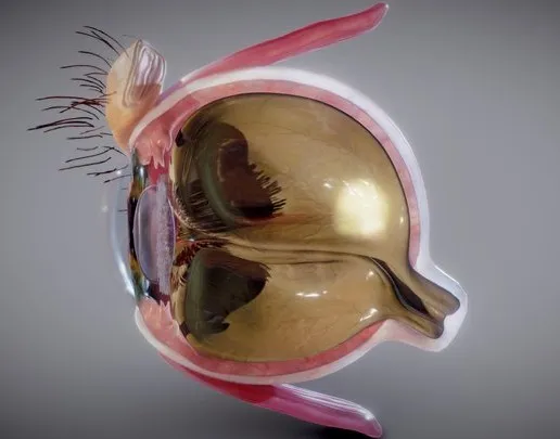 PBR Game 3D Models - Eye Cross Section