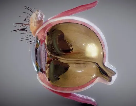 PBR Game 3D Models - Eye Cross Section