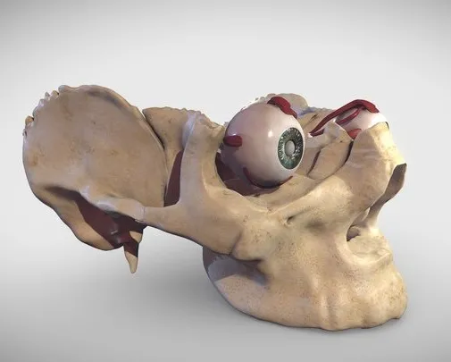 PBR Game 3D Models - Eye Muscles (Extraocular Muscles)