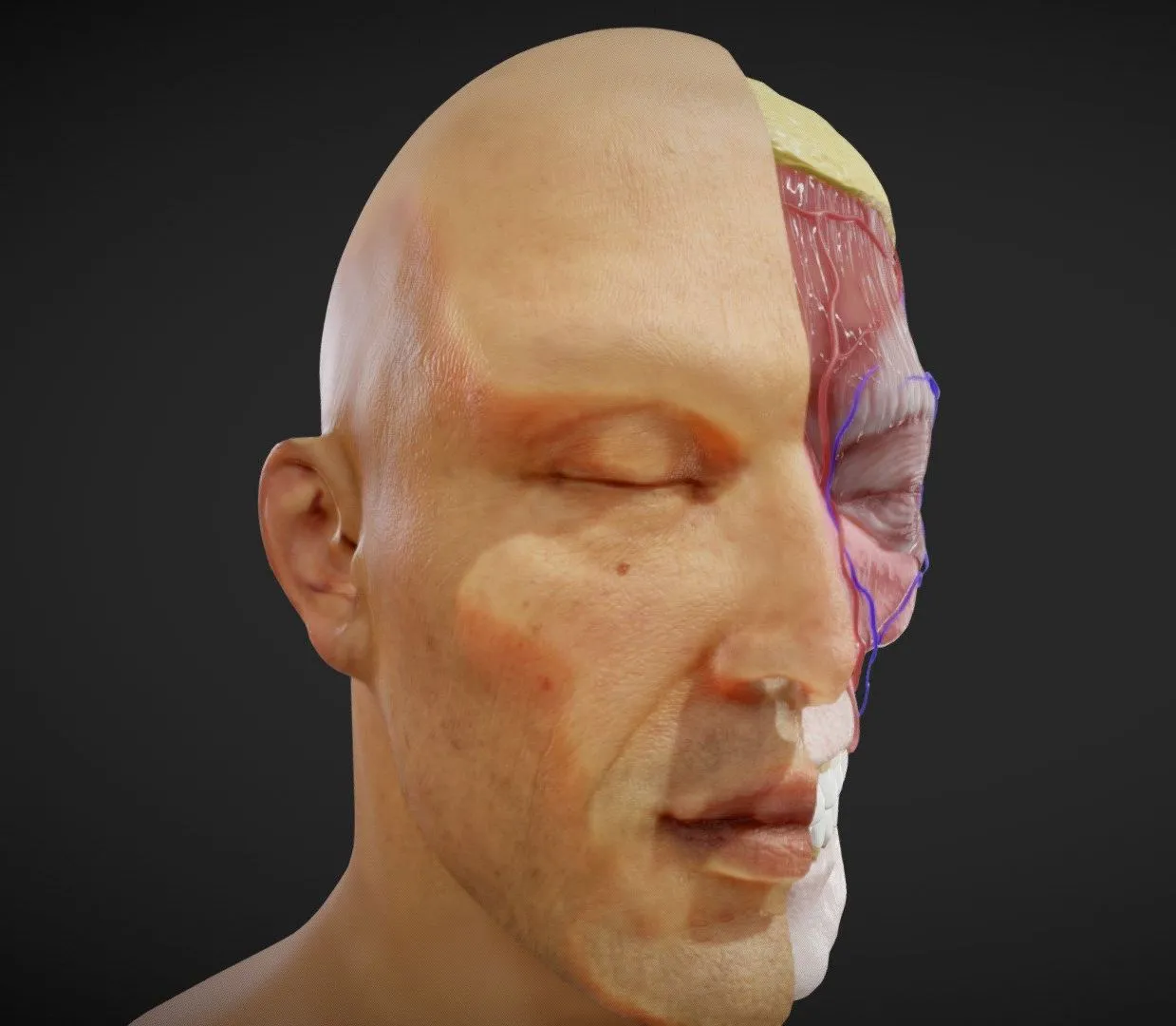 PBR Game 3D Models - Facial Anatomy Layers
