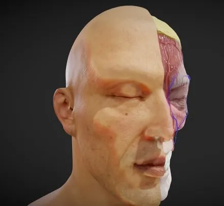 PBR Game 3D Models - Facial Anatomy Layers