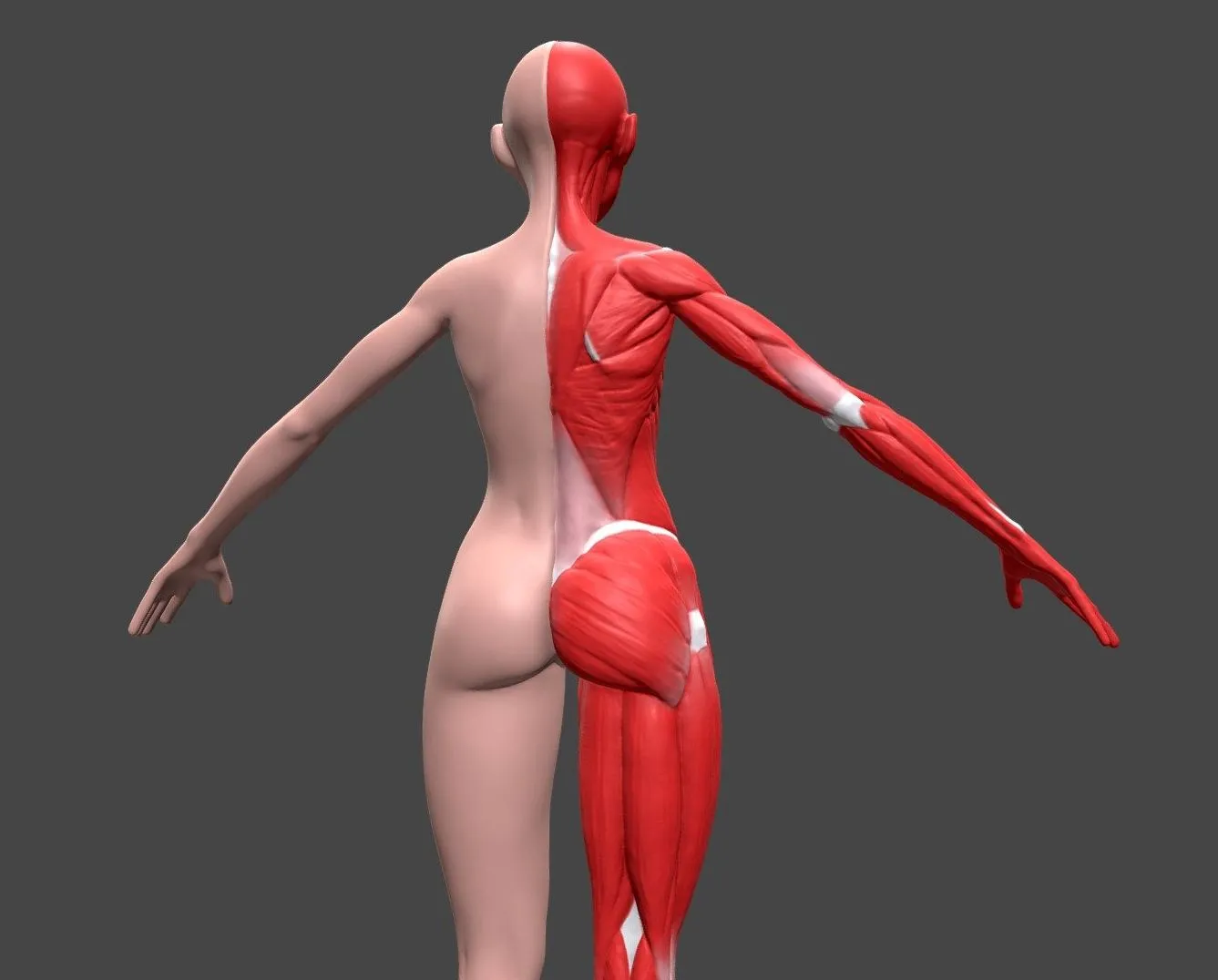 PBR Game 3D Models - Female Body Anatomy 02 Ecorche