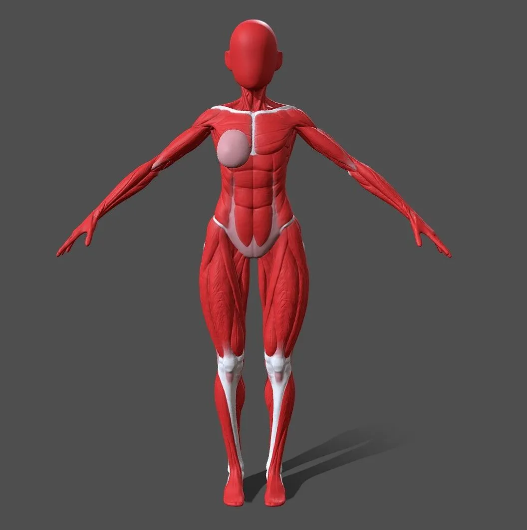 PBR Game 3D Models - Female Body Anatomy Ecorche