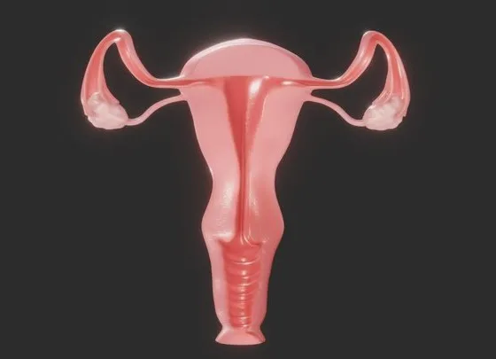 PBR Game 3D Models - Female Reproductive System Section
