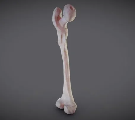 PBR Game 3D Models - Femur