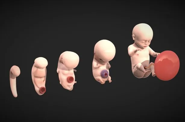 PBR Game 3D Models - Fetal Development Stages   Human Embryonic