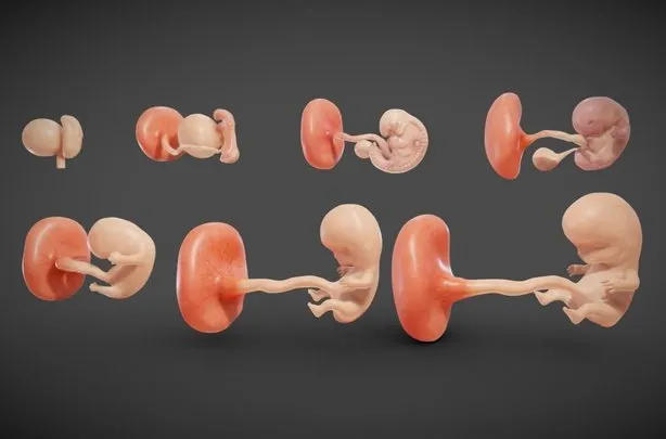 PBR Game 3D Models - Fetal Development Stages
