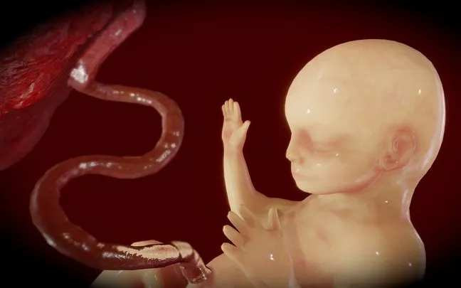 PBR Game 3D Models - Fetus (Animated)