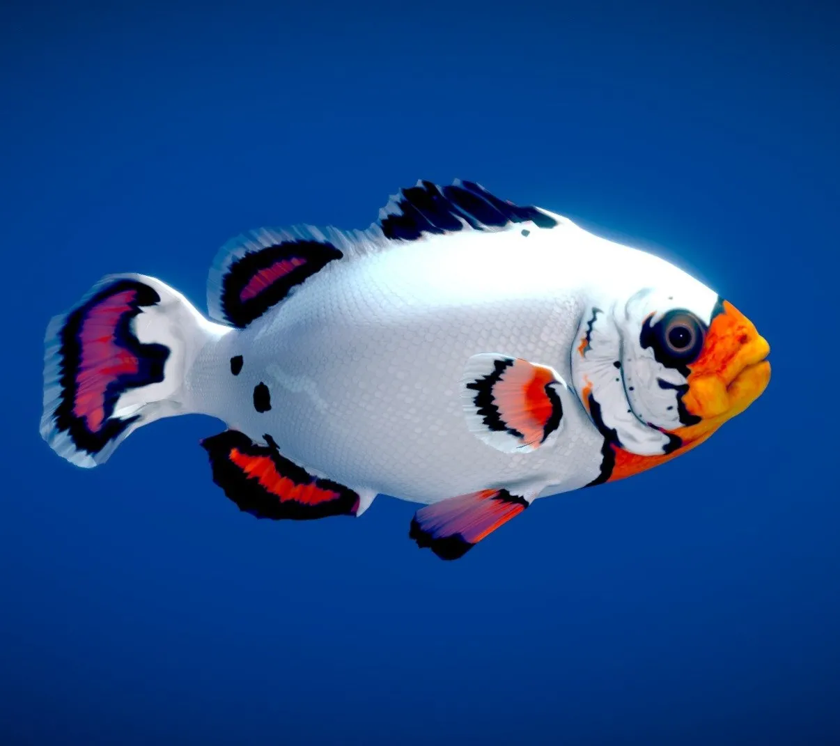 PBR Game 3D Models - Flurry Clownfish