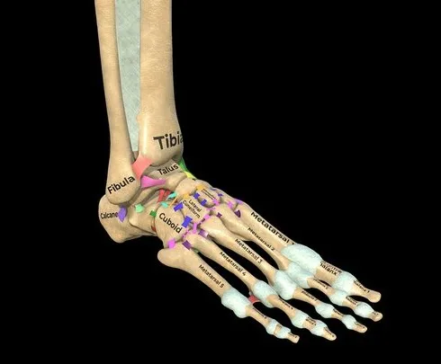 PBR Game 3D Models - Foot, Ankle And Ligaments