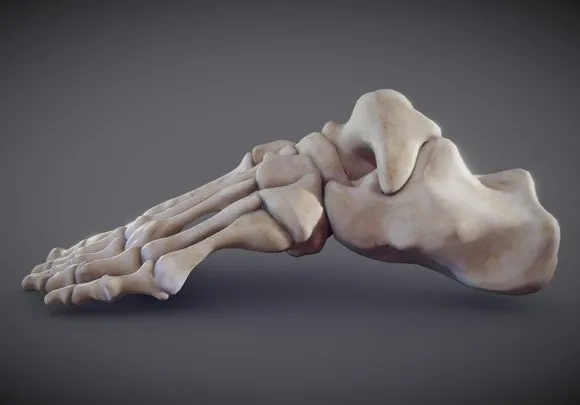 PBR Game 3D Models - Foot Bones