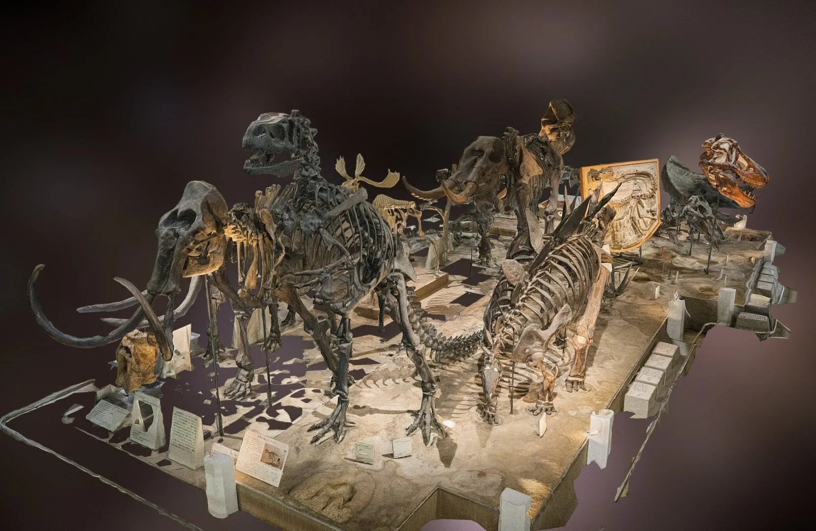 PBR Game 3D Models - Fossils At Osaka Museum Of Natural History Scan