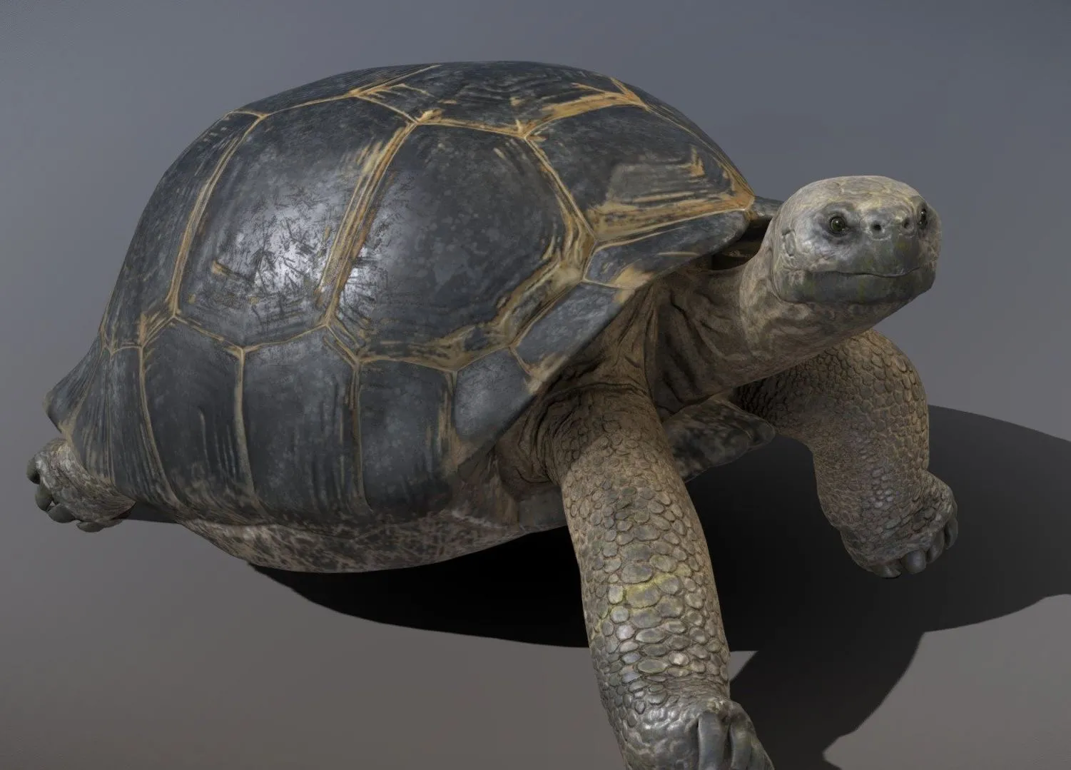 PBR Game 3D Models - Galapagos Giant Tortoise