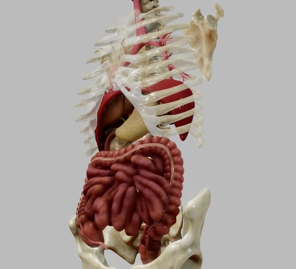 PBR Game 3D Models - Gastrointestinal Tract