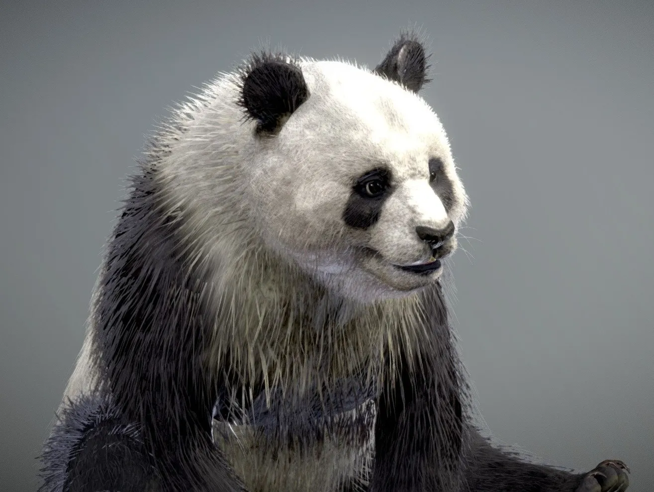 PBR Game 3D Models - Giant Panda