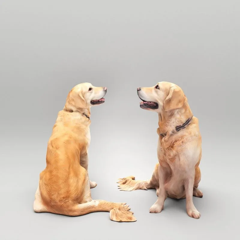 PBR Game 3D Models - Golden retriever 38