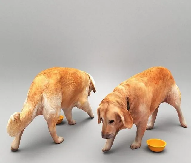 PBR Game 3D Models - Golden retriever dog 33