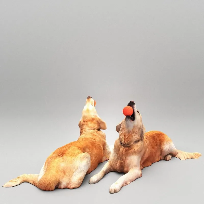 PBR Game 3D Models - Golden retriever dog playing with toy 30