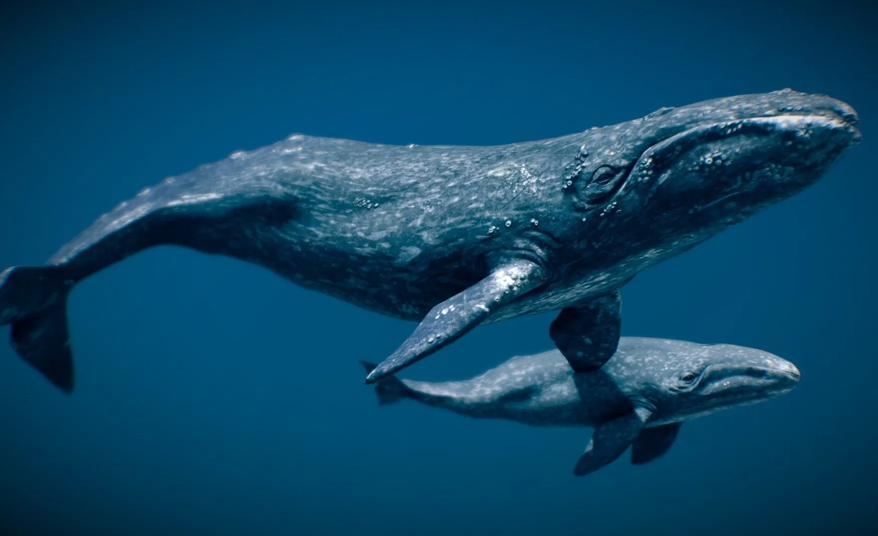 PBR Game 3D Models - Gray Whale