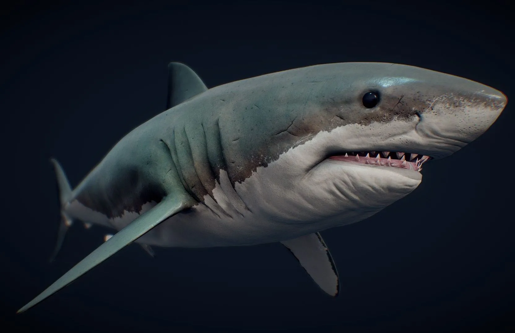 PBR Game 3D Models - Great White Shark (2)