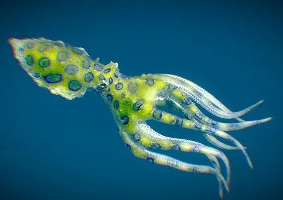 PBR Game 3D Models - Greater Blue Ringed Octopus