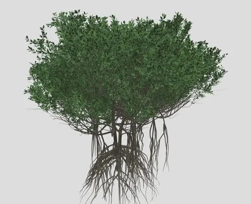 PBR Game 3D Models - GTV Mangrove Tree A