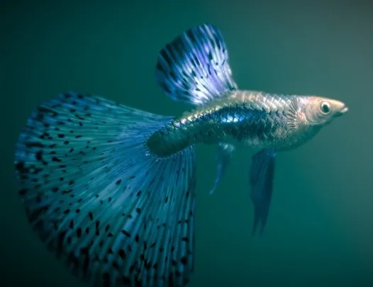 PBR Game 3D Models - Guppy — Blue Grass