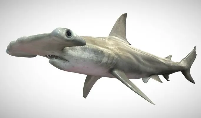 PBR Game 3D Models - Hammerhead Shark With UE4 Support