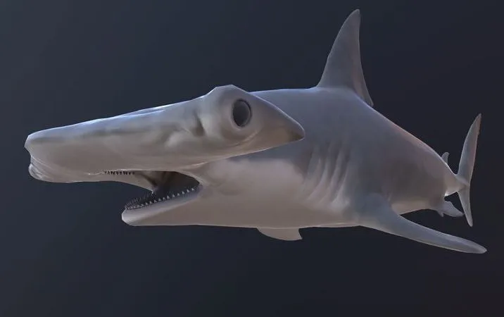 PBR Game 3D Models - Hammerhead shark