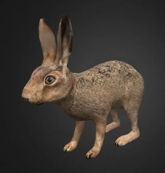 PBR Game 3D Models - Hare