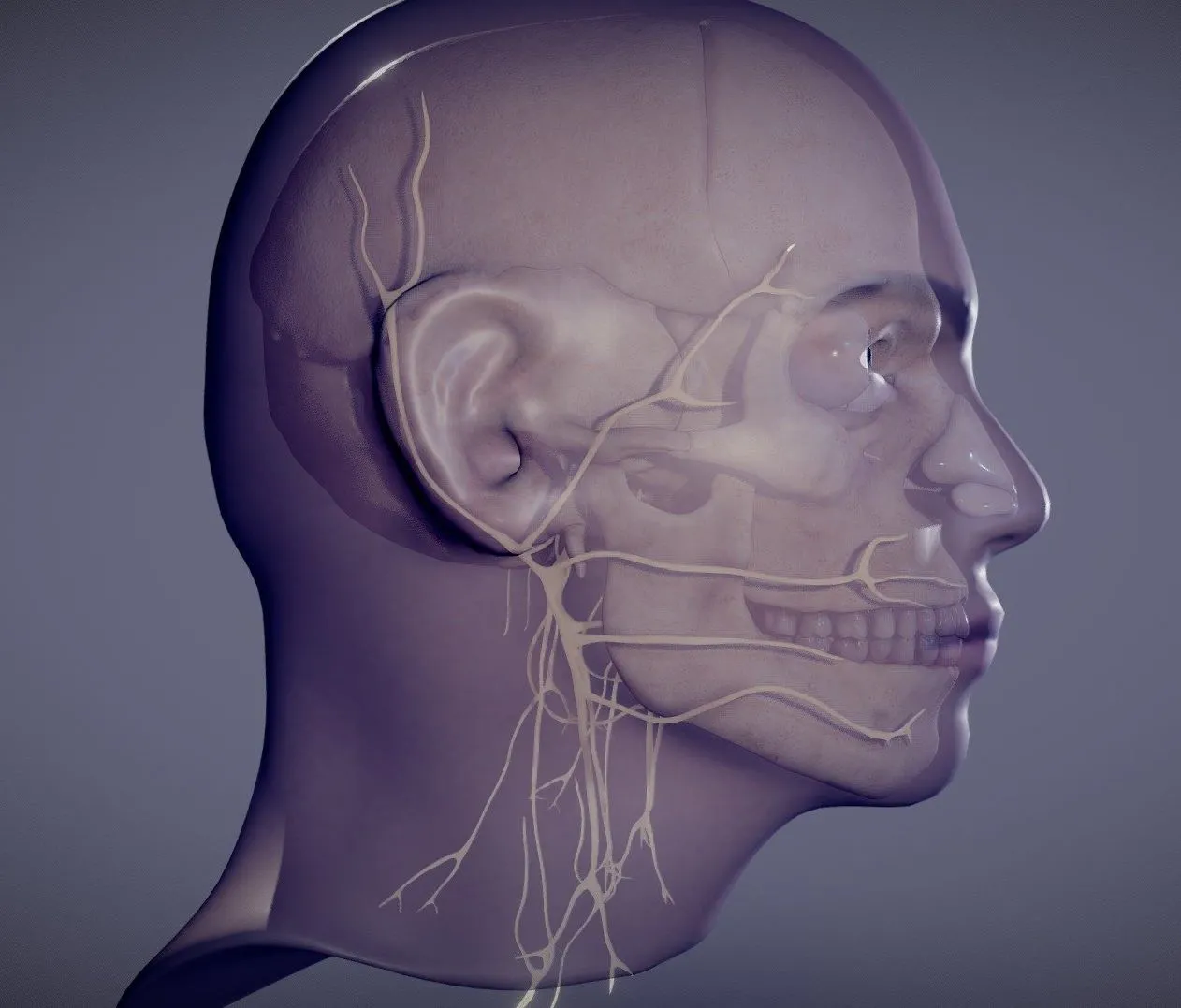 PBR Game 3D Models - Head Skull Cranial Nerves