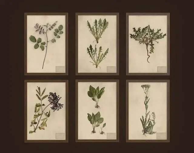 PBR Game 3D Models - Herbarium pictures