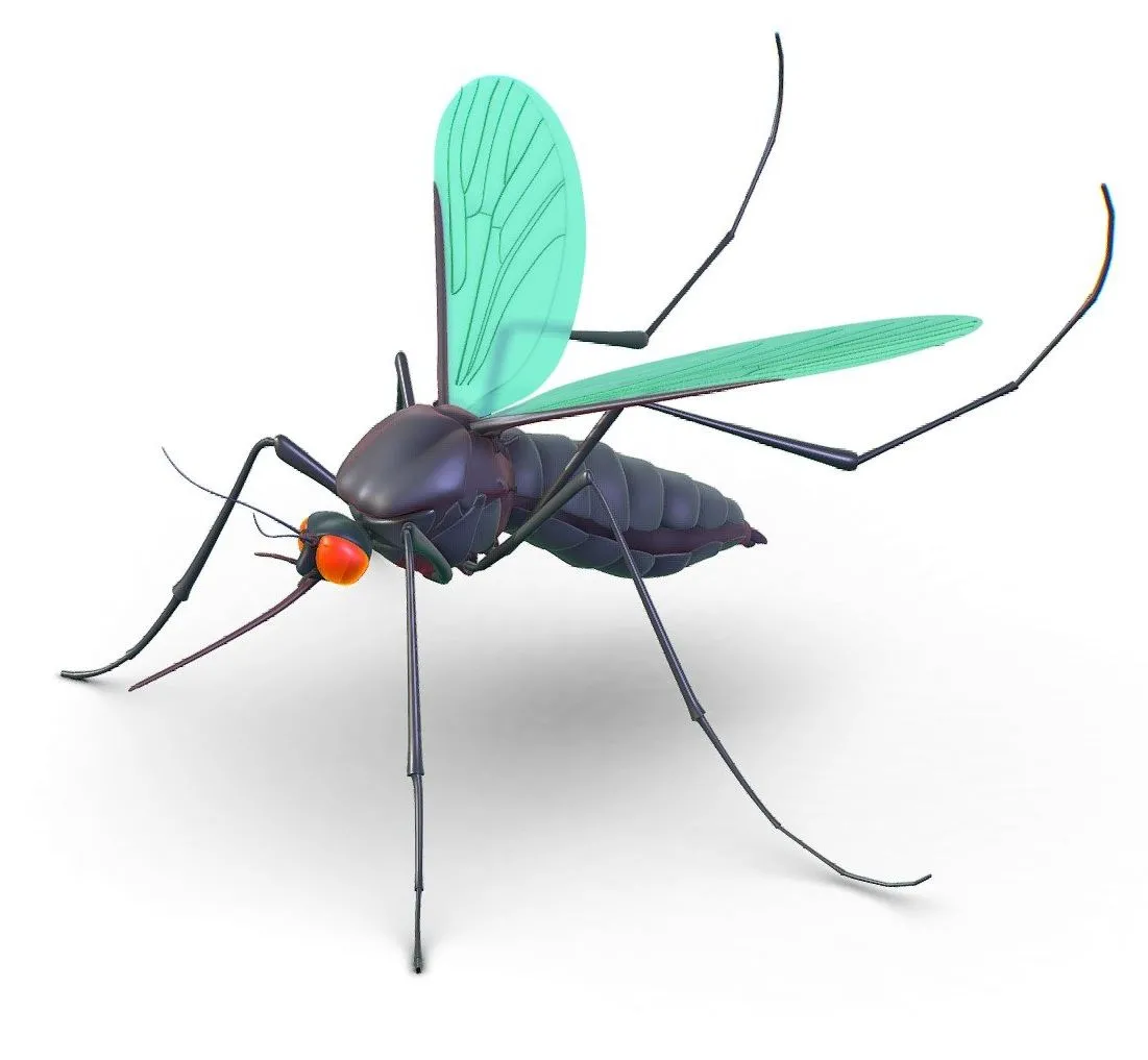 PBR Game 3D Models - High Poly Big Realistic Mosquito