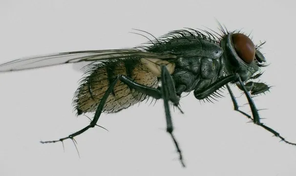 PBR Game 3D Models - Housefly ( Musca Domestica )