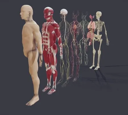 PBR Game 3D Models - Human Anatomy (Male)   Explosive View