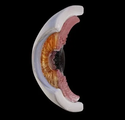 PBR Game 3D Models - Human Eye Anatomy