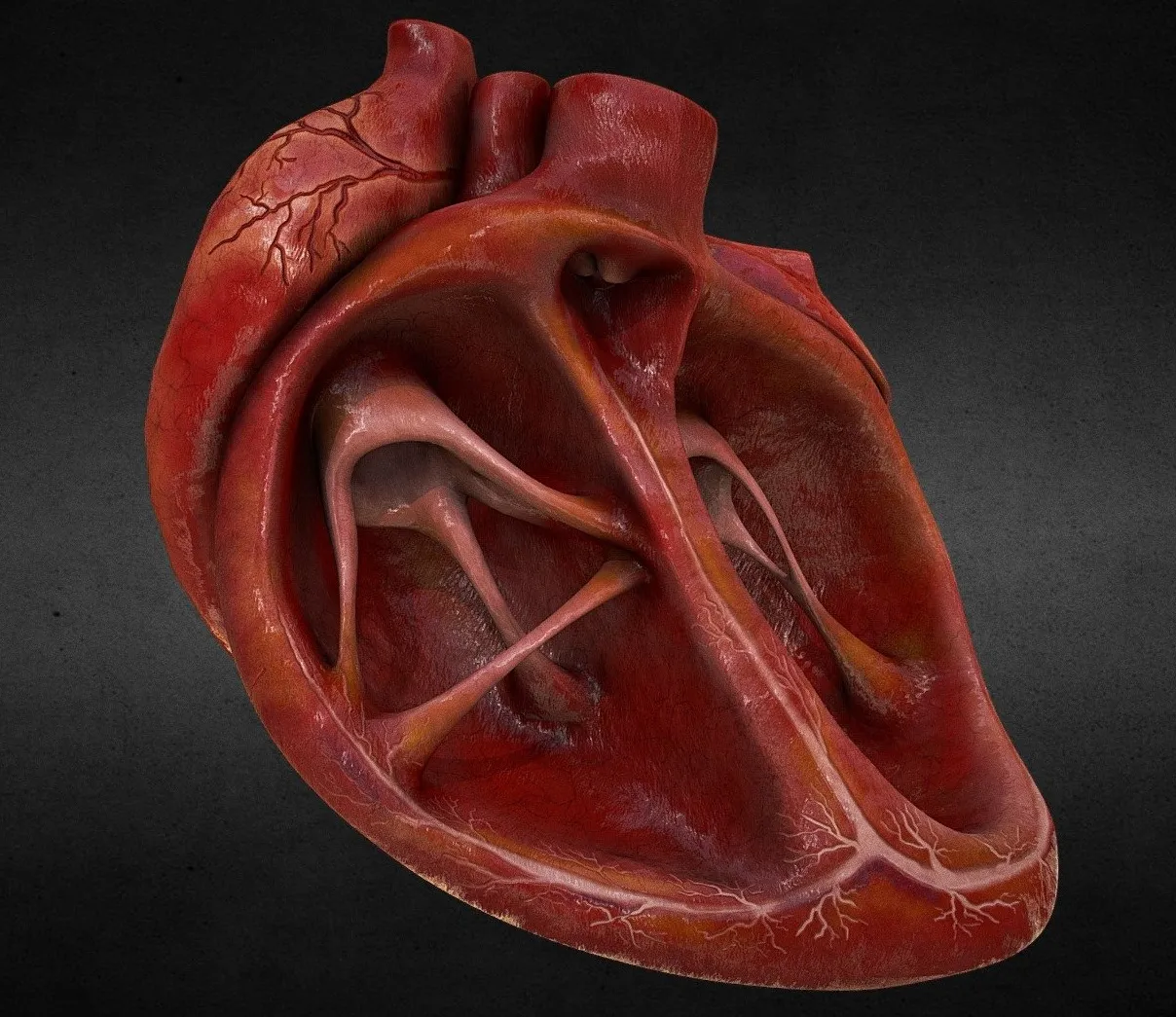 PBR Game 3D Models - Human Heart