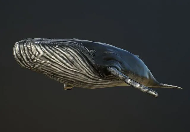 PBR Game 3D Models - Humpback Whale