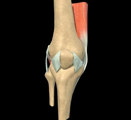 PBR Game 3D Models - Knee With External Ligaments