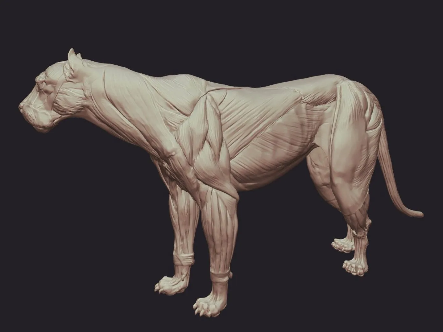 PBR Game 3D Models - Lion Anatomy