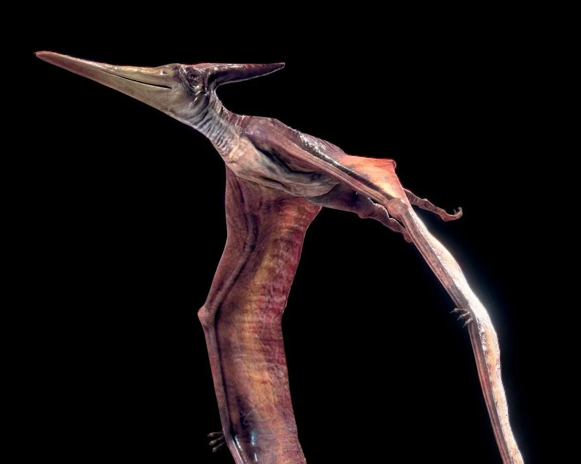 PBR Game 3D Models - Low Poly Realistic Dinosaur Pteranodon