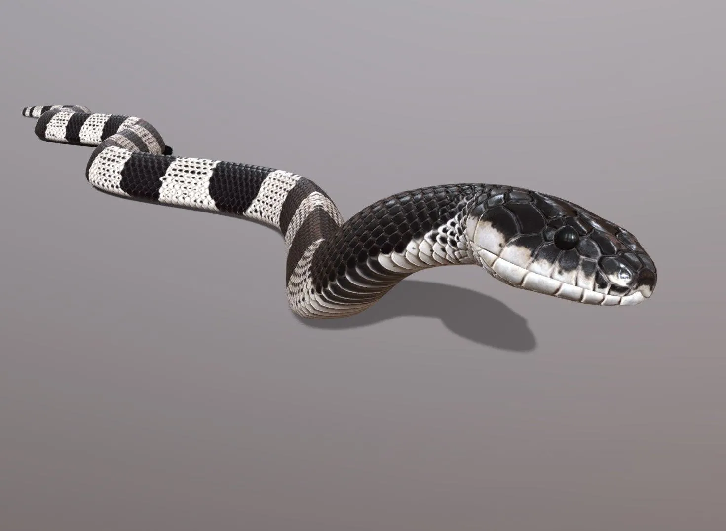 PBR Game 3D Models - Malayan Krait Animated
